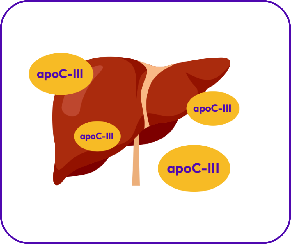 Liver showing ApoC-III protein affecting fat clearance.