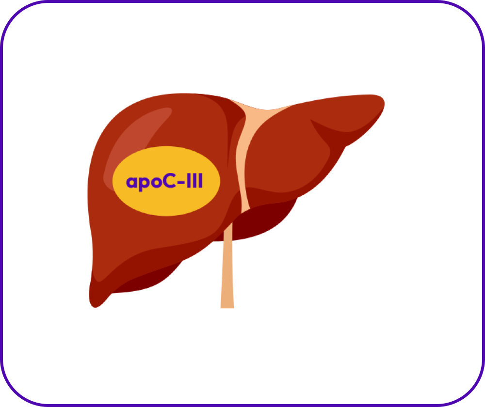 Liver showing reduced production ApoC-III due to TRYNGOLZA to manage
triglycerides