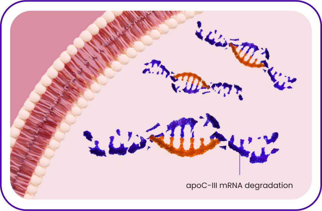 Icon depicting the breakdown of apoC-III mRNA after the binding of TRYNGOLZA