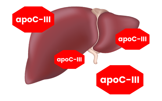 Icon of the liver with four red stop-sign-shaped labels reading 'apoC-III' 