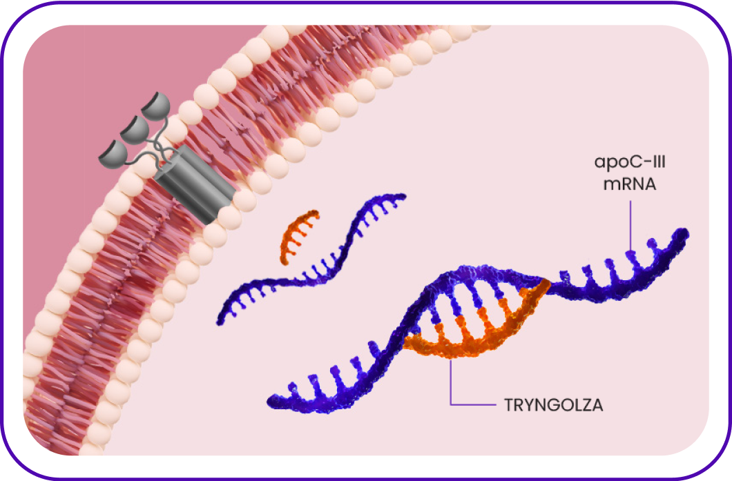 Icon depicting the TRYNGOLZA molecule selectively binding to apoC-III mRNA