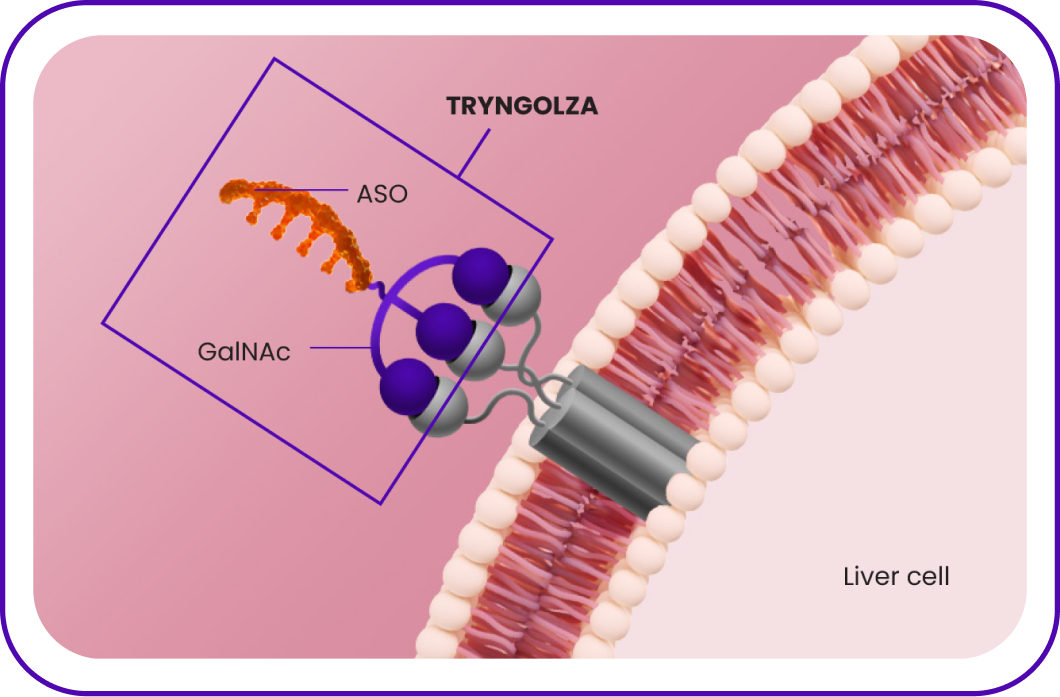 Icon depicting the TRYNGOLZA molecule targeting liver cells