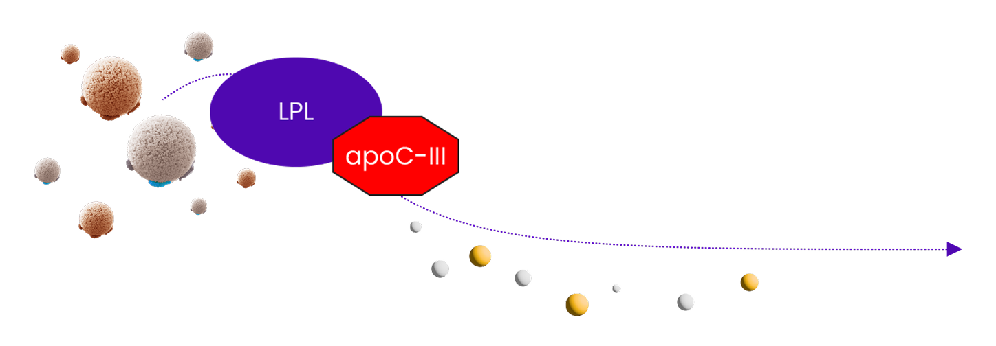 Diagram showing how apoC‑III helps control triglyceride levels, where lipoprotein lipase (LPL) breaks down triglycerides in the blood