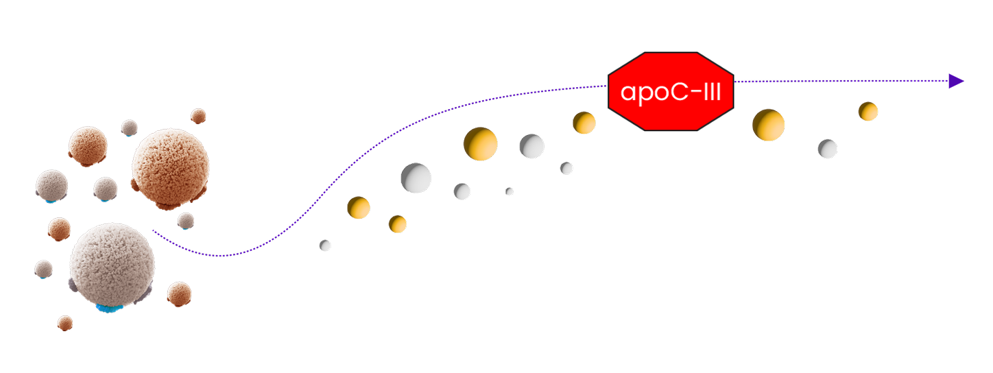 Diagram showing how apoC-III helps control triglyceride levels, where triglycerides are cleared by the liver, without the use of LPL