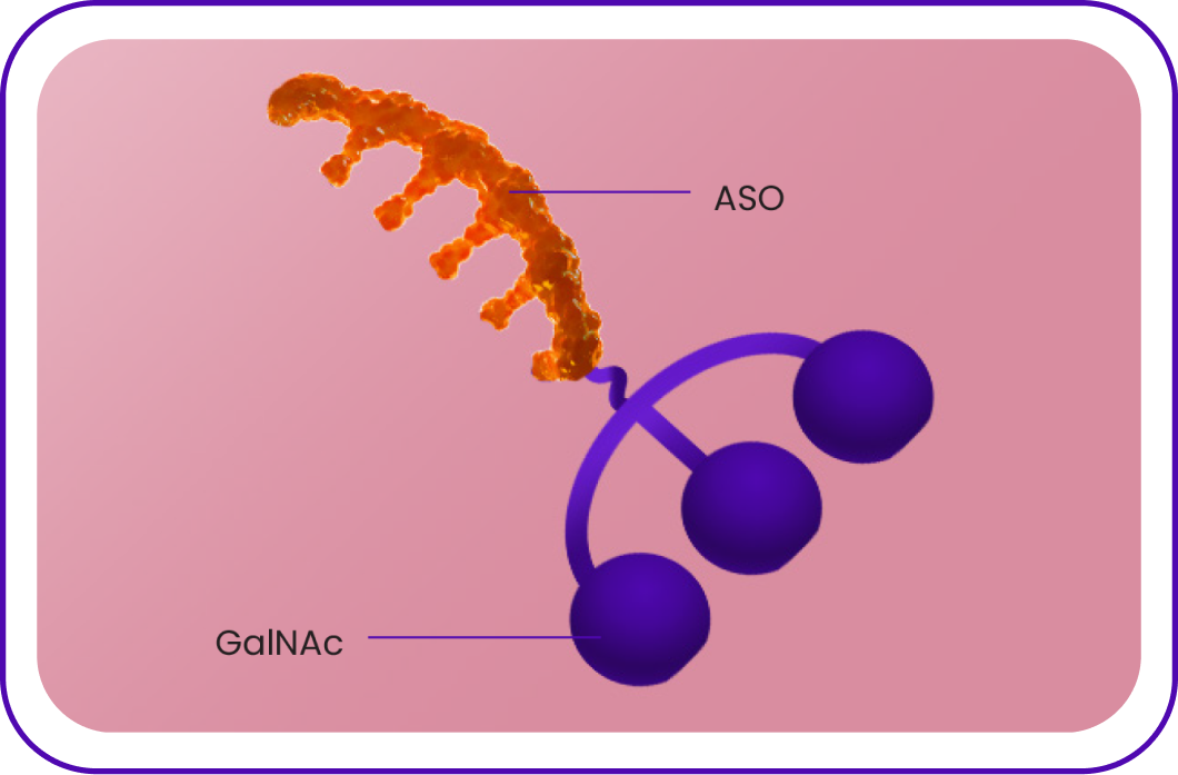 GaINAc molecule & antisense oligonucleotide (ASO) inhibitor icon